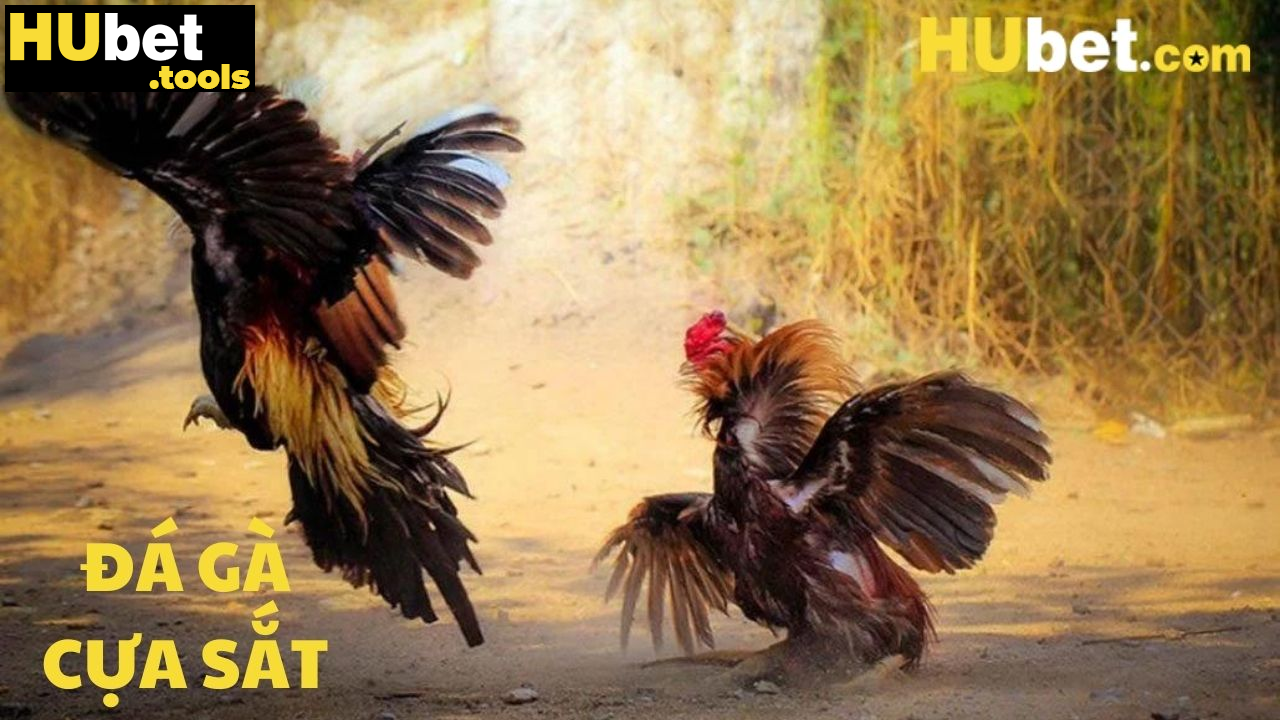 Đá gà cựa sắt tại HUBET: Trực tiếp, máu lửa, đỉnh cao Đá gà cựa sắt tại HUBET: Trực tiếp, máu lửa, đỉnh cao