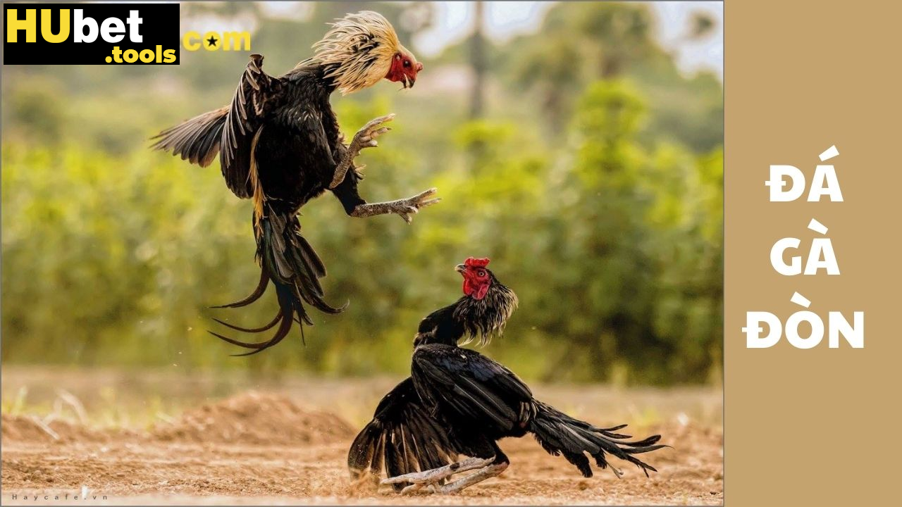 Đá gà đòn tại HUBET: Thưởng thức trận đấu kịch tính Đá gà đòn tại HUBET: Thưởng thức trận đấu kịch tính