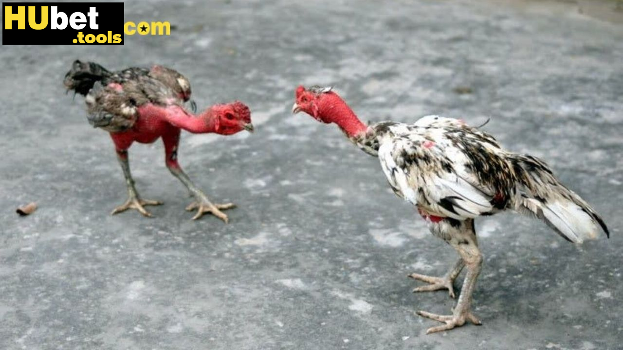 Đặc điểm nhận biết gà đòn dễ nhất Đặc điểm nhận biết gà đòn dễ nhất