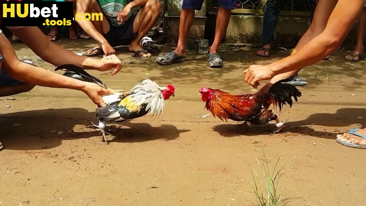 Chiến thuật chơi đá gà đòn hiệu quả từ cao thủ Chiến thuật chơi đá gà đòn hiệu quả từ cao thủ