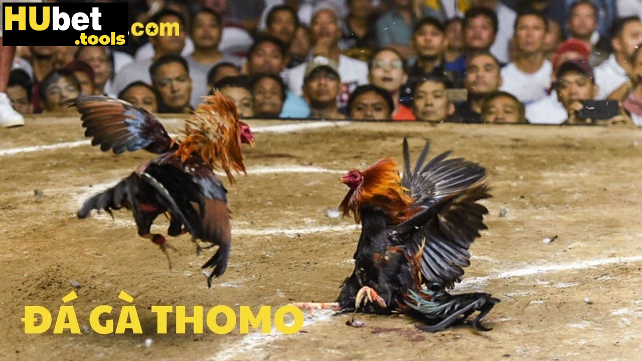 Soi kèo đá gà Thomo tại HUBET-Chính xác, hiệu quả Soi kèo đá gà Thomo tại HUBET-Chính xác, hiệu quả