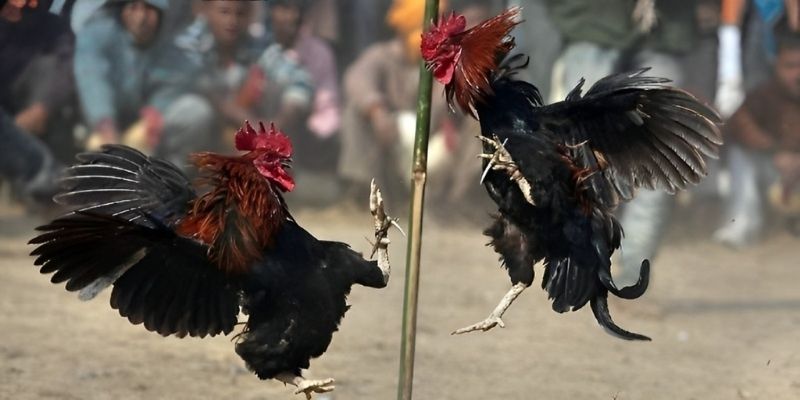 Đá Gà HUBET trở thành một trong những trò chơi được yêu thích nhất