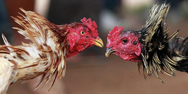 HUBET mang đến cho bạn một thế giới Đá Gà đa dạng