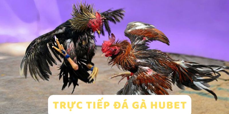 Đá gà HUBET trực tiếp kịch tính